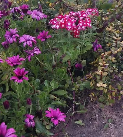 Full House 卡沃斯